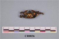 藏品(目滑蟹)的圖片